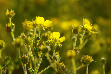 Spring flowers on sun