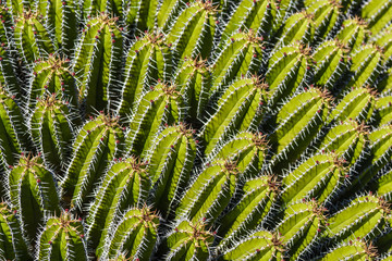 Cactus detail, Lanzarote, Canary Islands, Spain, Europe