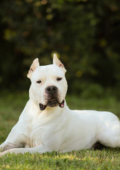 Obraz premium Dogo Argentino Dog