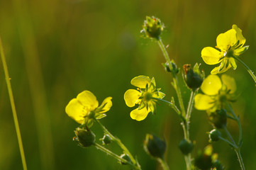 Spring flowers on sun