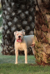 Dogo Argentino Dog