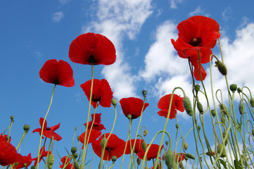 Obraz premium Czerwone maki na polu