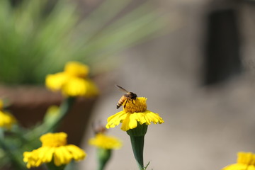 Honey Bee