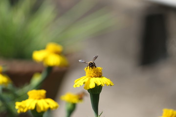 Honey Bee