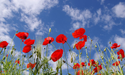Red poppies on field