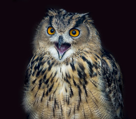 Owl on the hunt 