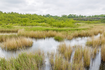 Wetland in an old mine