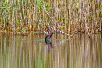 Horned grebe starting his flight from the water surface