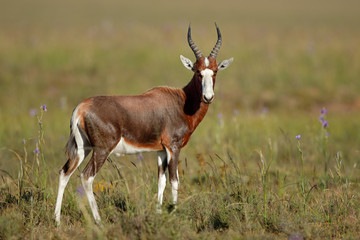 A blesbok antelope (Damaliscus pygargus) in natural habitat, South Africa.