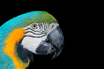 Portrait of a brightly colored Blue-and-yellow Macaw (Ara ararauna) on black.