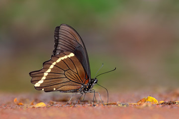 A swallowtail butterfly (Papilio nireus) feeding on the ground, South Africa.