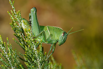Nymph of a garden locust (Acanthacris ruficornis) on a plant, South Africa.