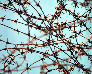 Barbed Wire