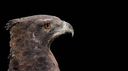 Portrait of a martial eagle (Polemaetus bellicosus) on black, South Africa.