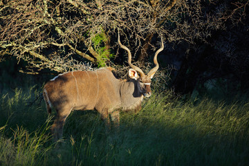 Big male kudu antelope (Tragelaphus strepsiceros) in natural habitat, South Africa.