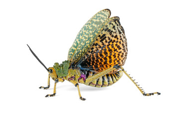 Milkweed locust (Phymateus spp.) with open wings on white, South Africa.