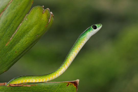 Portrait of an eastern green snake (Philothamnus natalensis), South Africa.