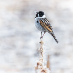 Reed bunting