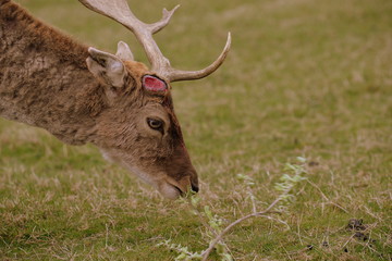lost, male deer just lost one of it´s antlers