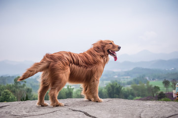 Obraz premium Golden Retriever playing in the Park