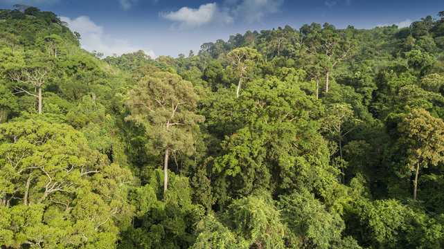 Fototapeta Rainforest. Aerial view of rain forest jungle trees