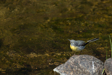 La bergeronnette des ruisseaux