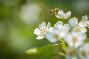 Biene beim Anflug auf eine Birnenblüte