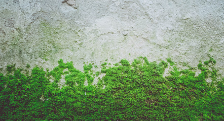Zdjęcie przedstawiające jasny zielony mech na starej kamiennej ścianie. Zbliżenie Słowenia, miasto Lublana, obszar zamkowy. - 145360662