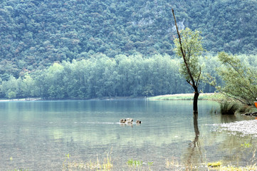 Veduta del Lago di Cavazzo in Friuli Venezia Giulia con flora e fauna