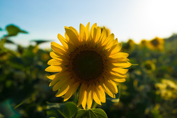 Fototapeta premium sunflower
