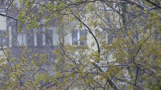 Snowfall on the Foliage of the Trees Wind and falling snow and green trees on a spring day