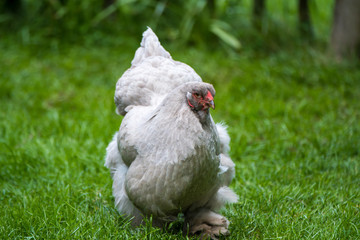 Lavender Brahma Hen against grass background
