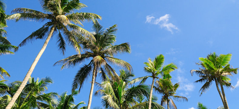 tropical palm trees against the blue sky
