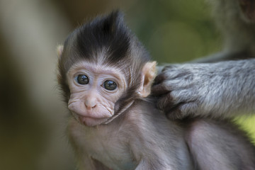 Monkey family at sacred monkey forest Ubud Bali Indonesia.