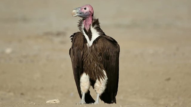 Lappet-faced vulture (Torgos tracheliotus) sitting on the ground, South Africa