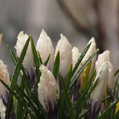 Buds of crocus after the rain with snow