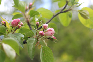 Flowering Tree Branch. Spring.