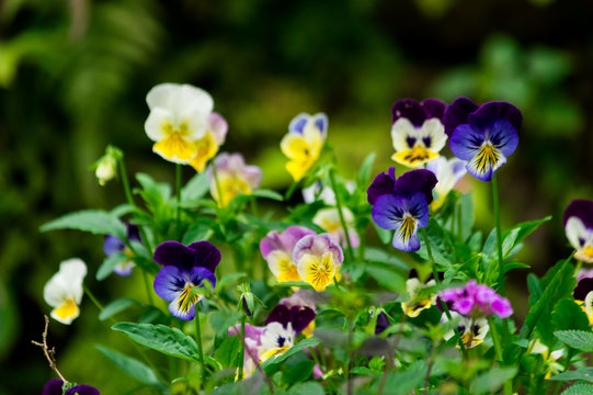 background of colorful pensy flowers on blurred dark background