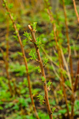 Raspberry bushes on early spring