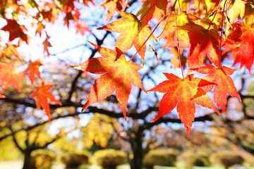 色づくカエデ
