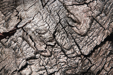Detail of a wrinkled old bark