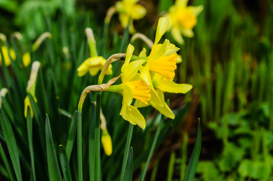 Yellow narcissus on flowerbed