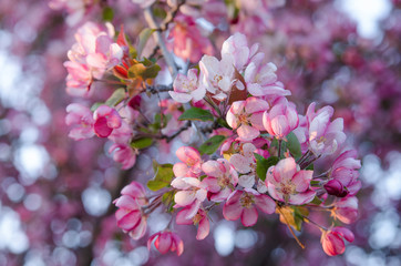 Fototapeta premium Beautiful blloms of a Thunderchild ornamental crab apple tree in the spring with dappled light bokeh