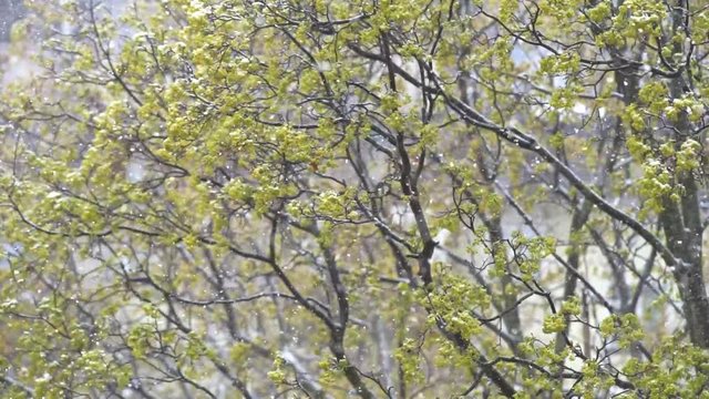 Snowfall on the Foliage of the Trees Wind and falling snow and green trees on a spring day