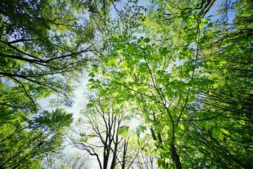 新緑の森