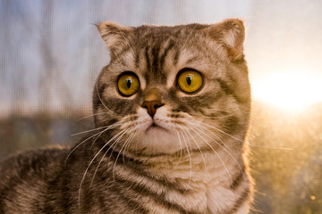 Pedigree cat on the background of the window during sunset. pet. The look of a cat. A fluffy pet. Curtain on the window. Cat with small ears.