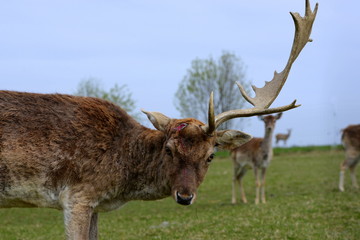 König mit halber Krone, männlicher Damhirsch im Frühling nach Abwurf einer Geweihschaufel