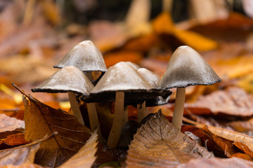 Les champignons d'automne
