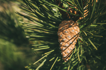 Photo depicting a bright evergreen pine three with pine cone on the branch. Fir-tree, conifer, spruce close up, blurred background. Europe.