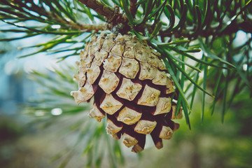 Photo depicting a bright evergreen pine three with pine cone on the branch. Fir-tree, conifer, spruce close up, blurred background. Europe.